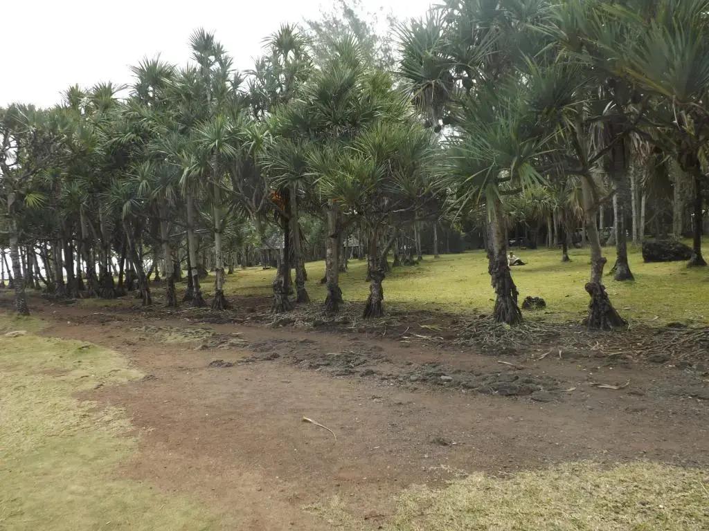 Maracuja - главное фото