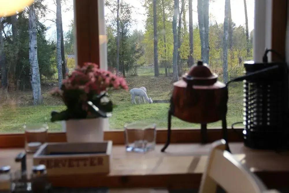 Norrängens Alpacka - Bed & Breakfast - главное фото