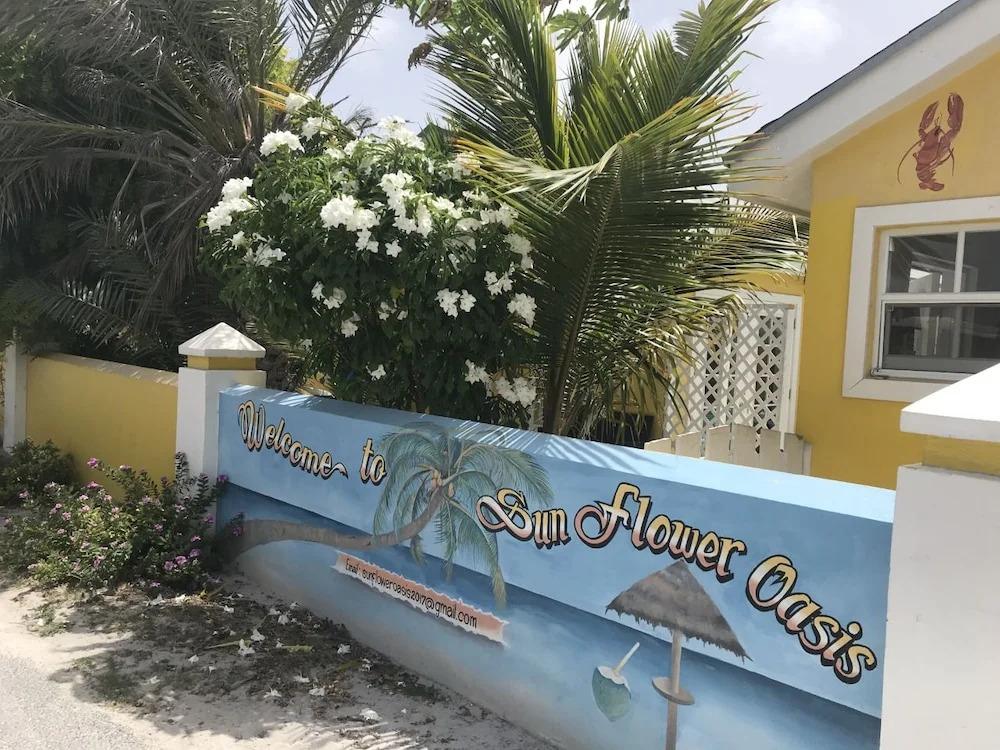 Sunflower Oasis - главное фото