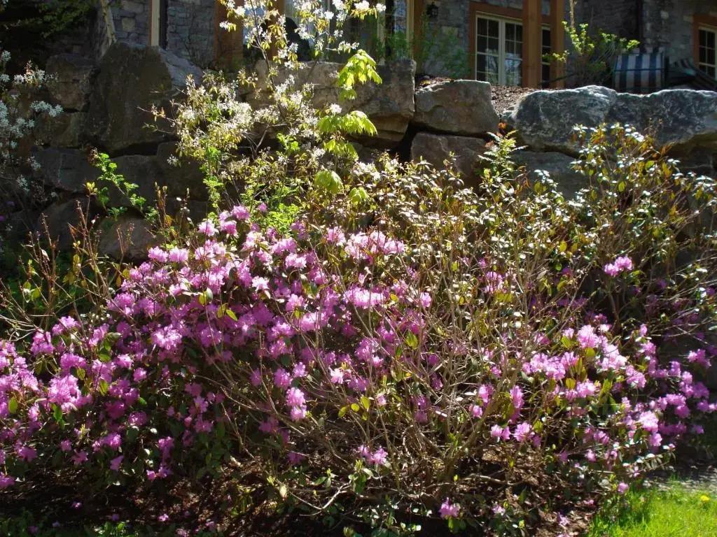 Les Falaises by Rendez-Vous Mont-Tremblant - главное фото