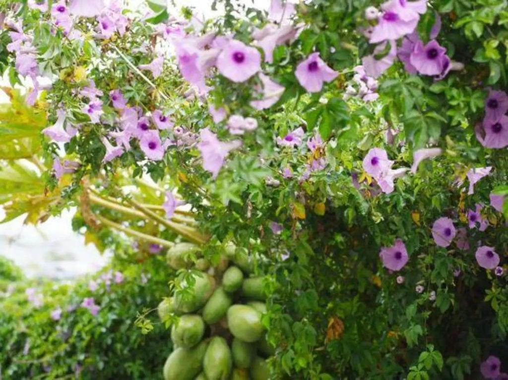 Pure Life Hostel - главное фото