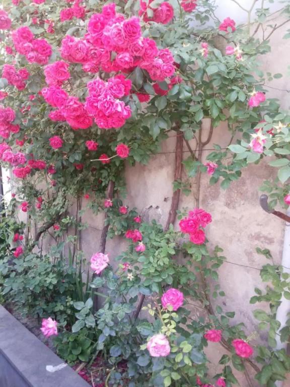 Svetlana Guest House - главное фото