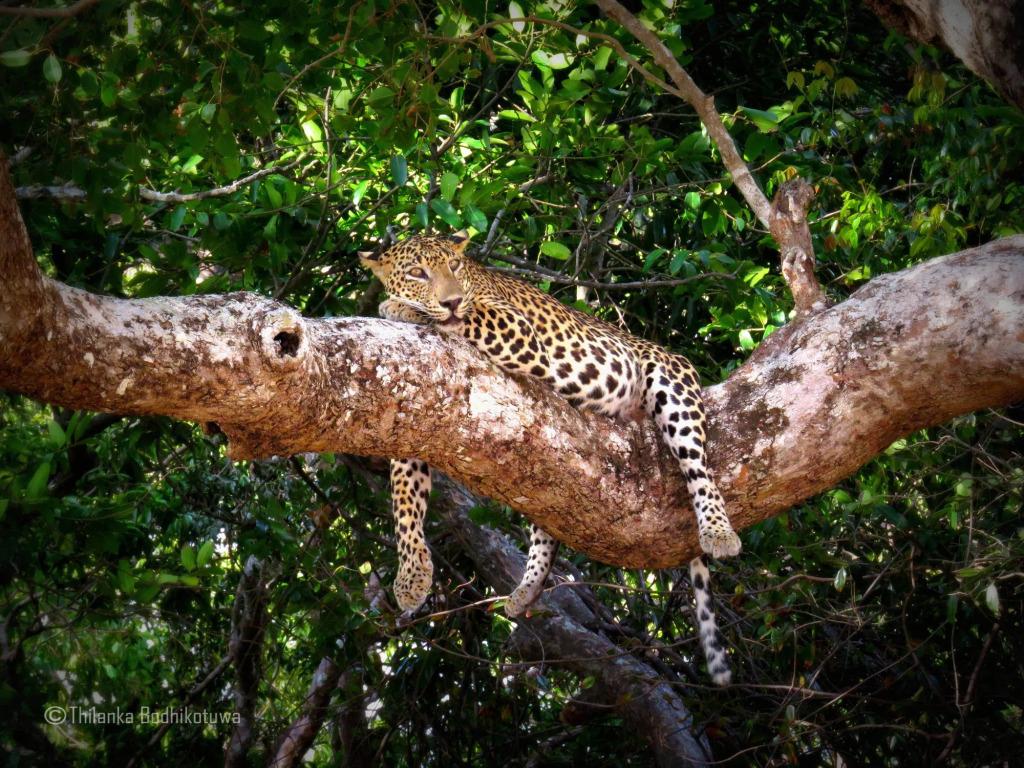 Mahoora Tented Safari Camp - Wilpattu - главное фото