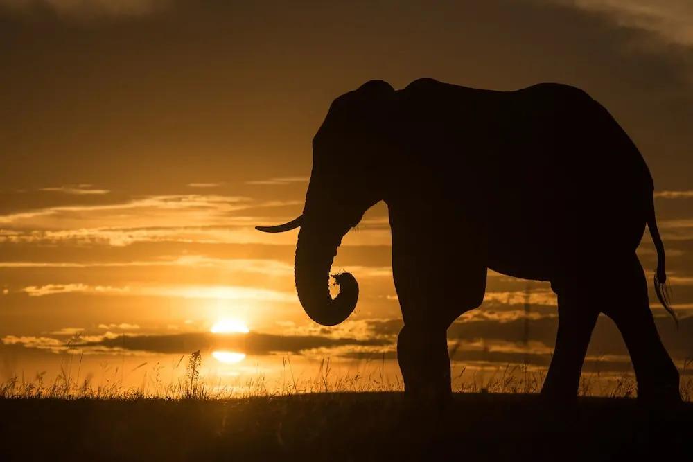 Shamwari Long Lee Manor - главное фото