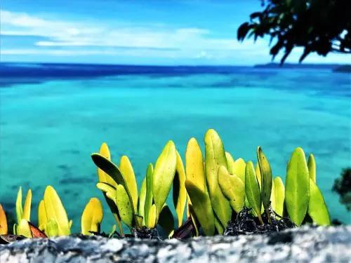 Nature Island Resort - главное фото