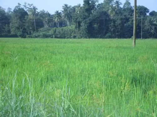 Maneesha Guest House - главное фото