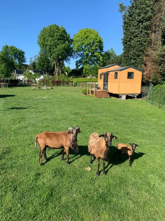 Joly Tiny House - главное фото