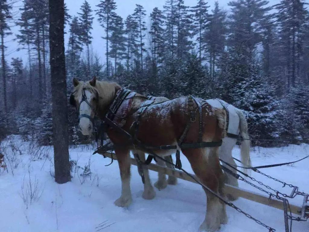 Bromley Farm ski house - главное фото