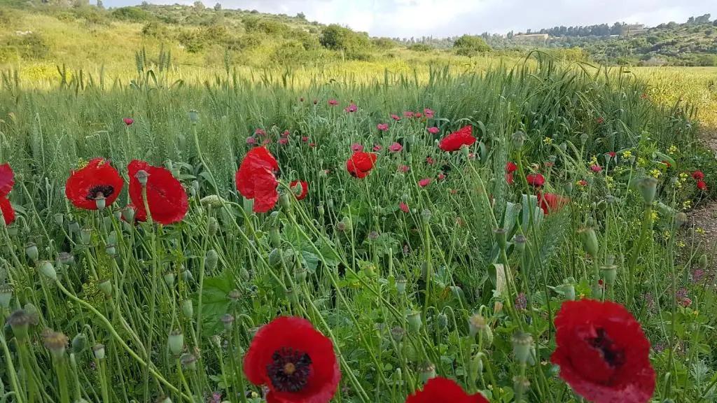 Hemdatya Stone Suites In The Galilee - главное фото